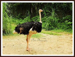 சிங்கப்பூர் பறவைகள் பூங்கா புகைப்படங்கள் -(BIRD PARK SINGAPORE) -Part-2 Birds park singapore-post-2 (3)